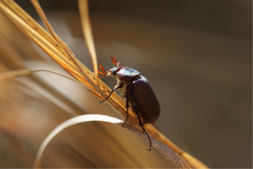 cuidados escarabajos