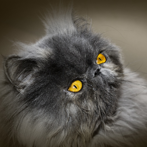 raza de gato persa foto